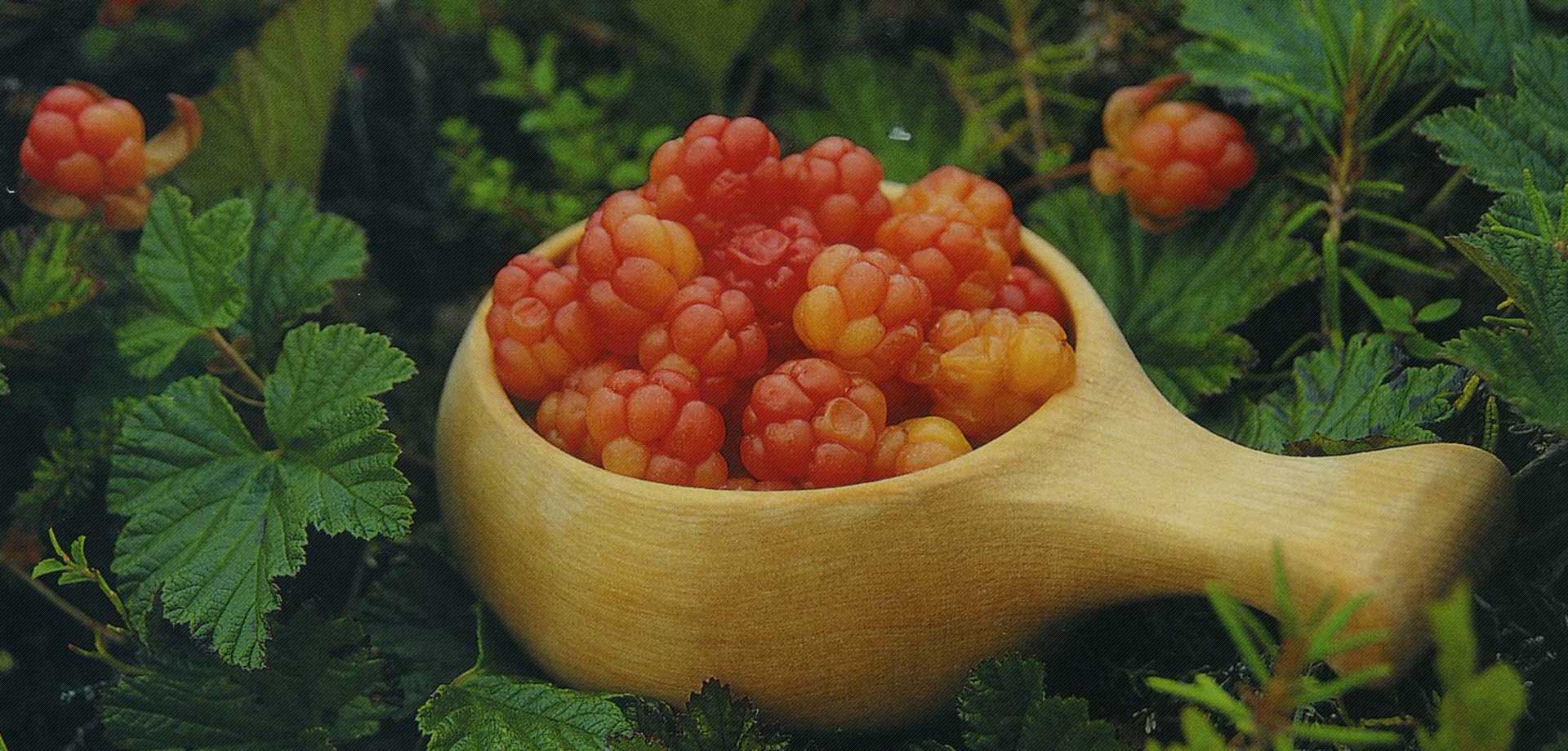 Морошка (Rubus chamaemorus) — ягода, давшая название компании